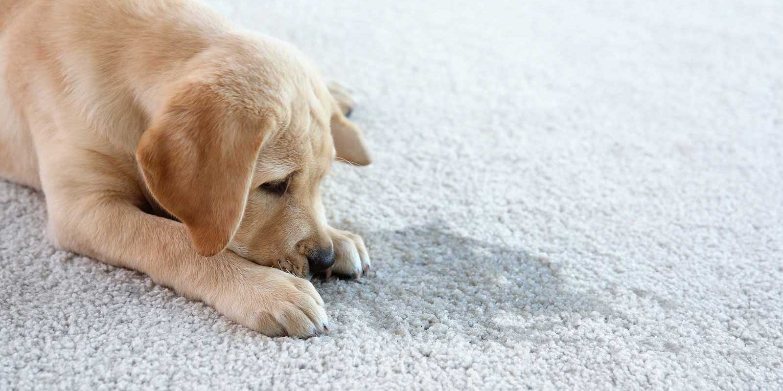 Pet Odor Removal in Lago Vista, TX Peace Frog Specialty Cleaning Carpet Cleaning Near Me