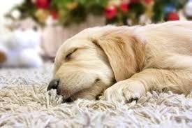 Golden Retriever sleeping on carpet cleaned with organic cleaners