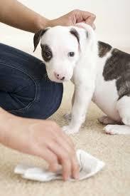 Cute puppy with person cleaning up soiled spot on carpet