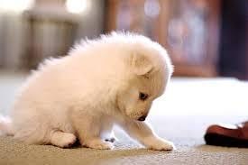 Tiny white puppy on carpet after it was cleaned by Peace Frog Specialty Cleaning in Austin