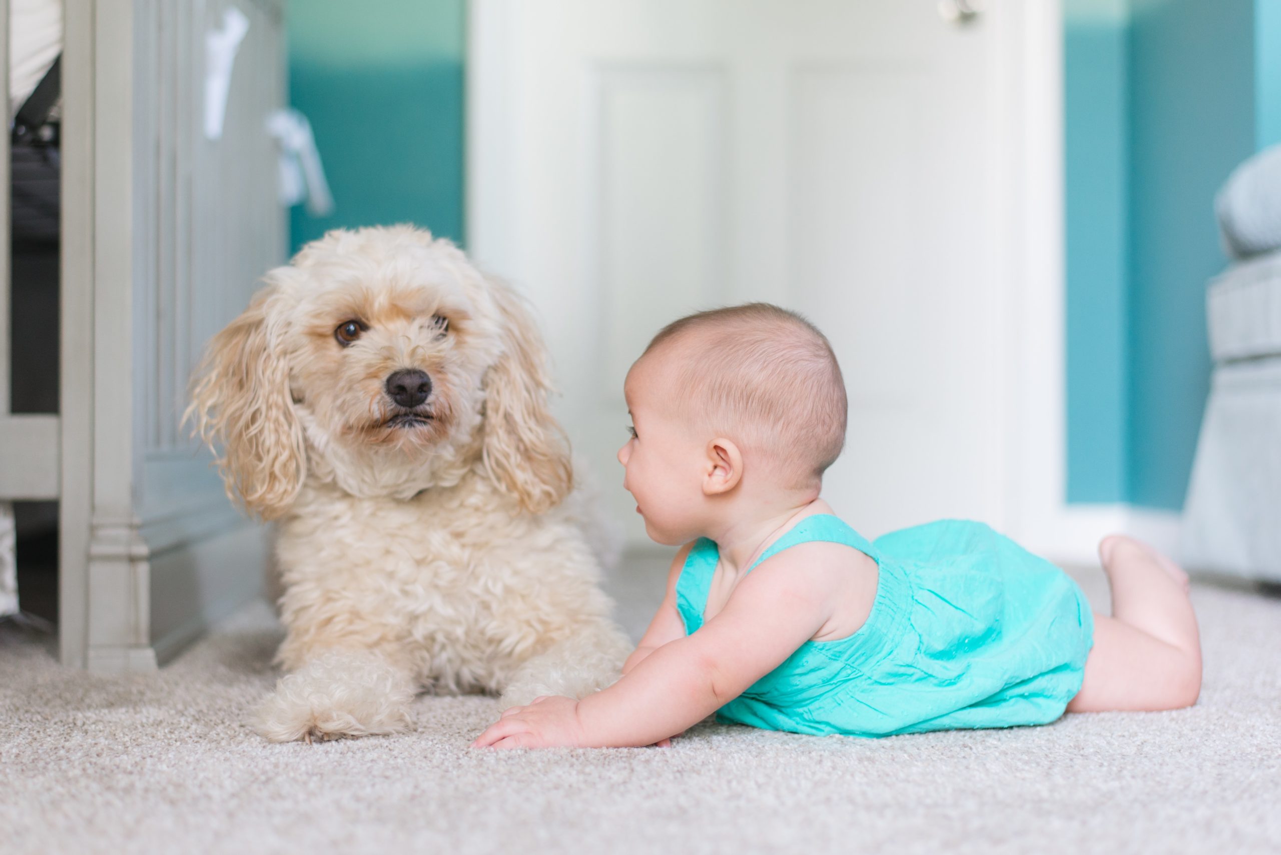 Middle sized dog sitting next to a baby on carpet.