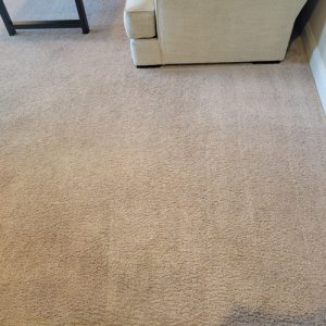 carpet after cleaning